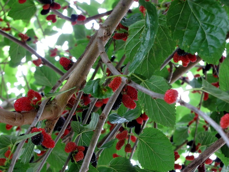 3 Dwarf Everbearing Mulberry Trees - Morus nigra | Starter Plants | Compact Fruit Tree for Containers & Edible Landscaping