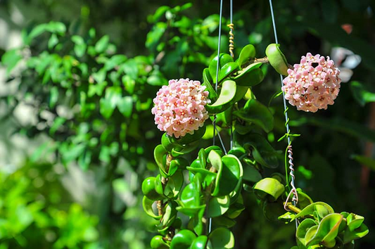 Hoya Hindu Rope Cuttings - 2 Unrooted 3" Stem Pieces - Hoya Compacta - Wax Plant Propagation