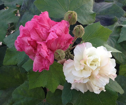 Confederate Rose Cuttings - 15 Live Cuttings, Hibiscus mutabilis, Color-Changing Flowers