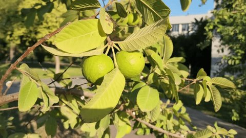 3 Guava Unrooted Cuttings 4-5" | Psidium Guajava | Tropical Fruit Tree, Guava Plant Propagation