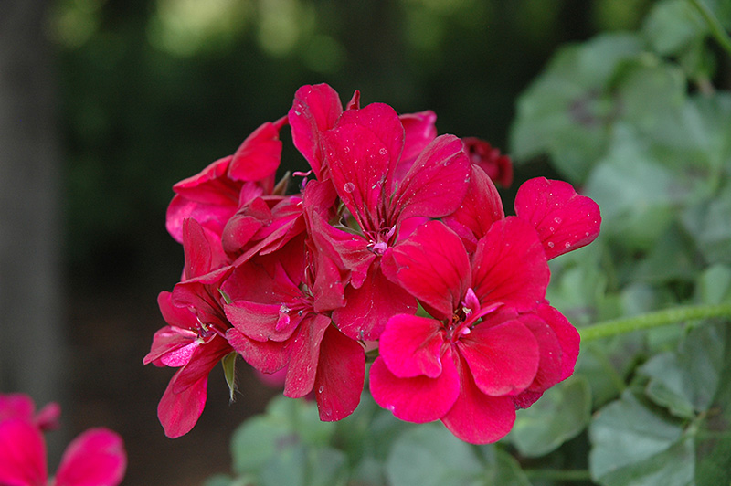 6 Hot Pink Pelargonium Peltatum Ivy Geranium Live Plant Cuttings 6" – Unrooted Geraniums for Hanging Baskets, Gardens, & Window Boxes
