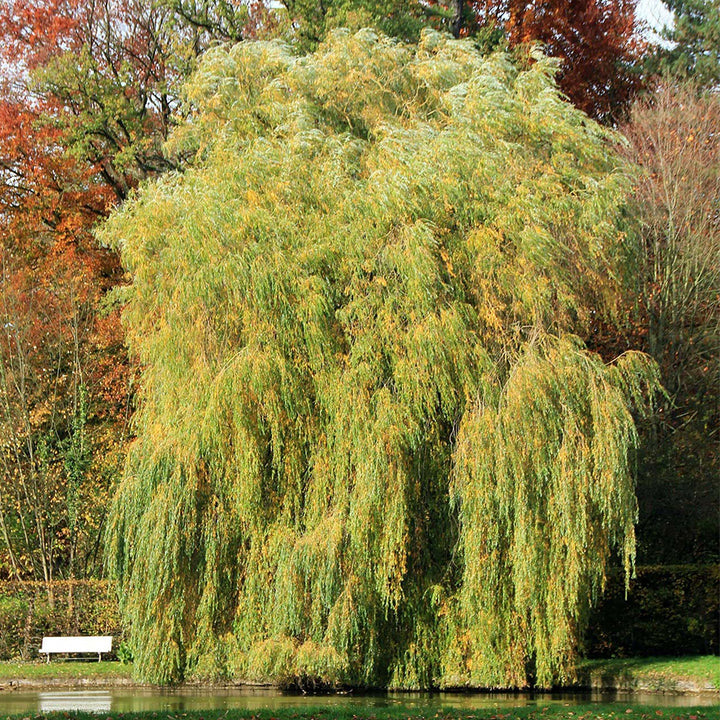 Gold Weeping Willow Cuttings - 5 Pack - Fast Growing Shade Tree - Bonsai or Landscape - Live Stake Propagation -