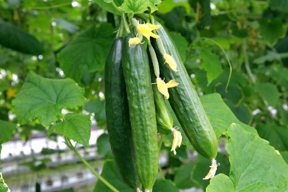 50 Cucumber Seeds for Planting | Cucumis sativus | Non-GMO Vegetable Seeds | Easy to Grow in Gardens, Beds, or Containers