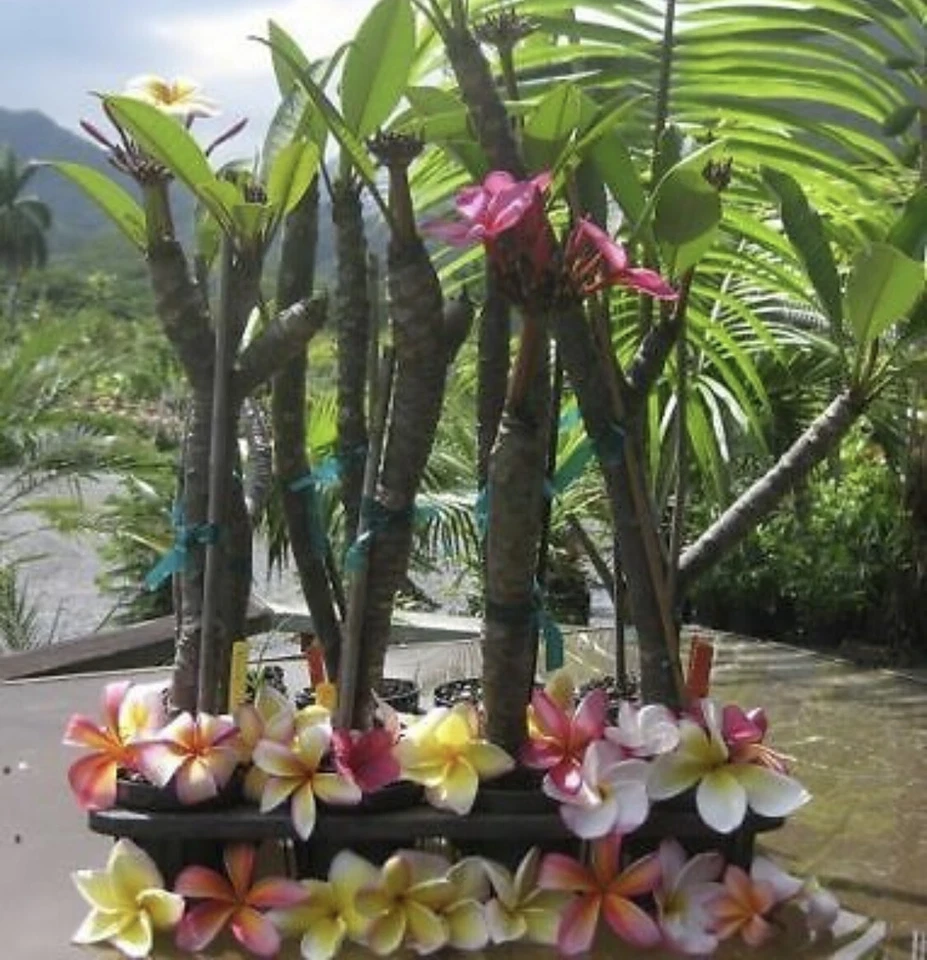 Rooted Plumeria Cutting 'Wave Rage' - 17 Inch with 2 Tips - Hawaiian Frangipani
