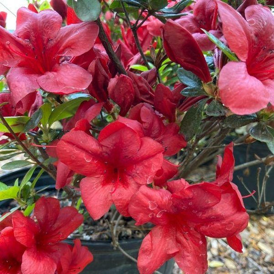 Midnight Flare Azalea Rhododendron, Deciduous Starter Plant, Small Rooted, Vibrant Red Blooms, Zones 5-9, Easy-Care Garden Shrub
