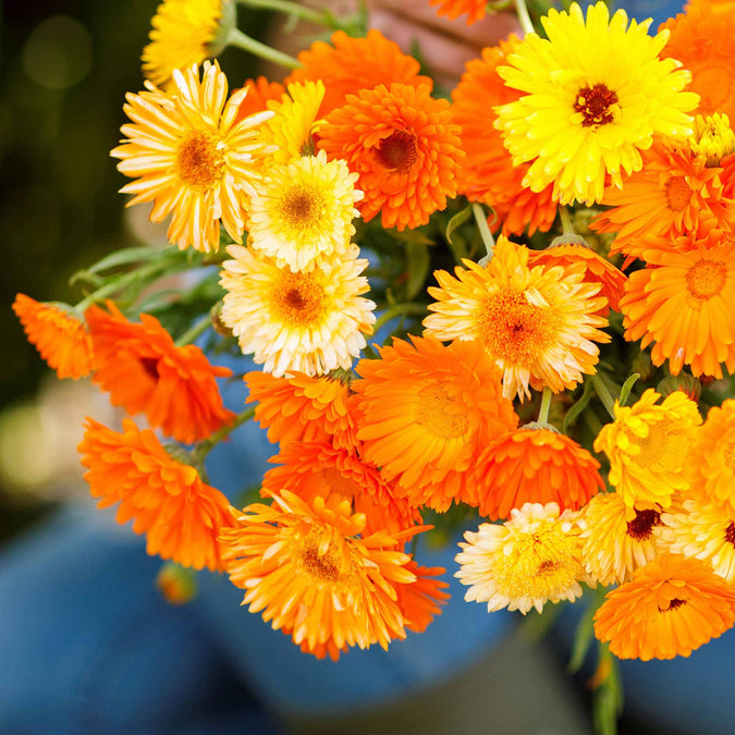 200+ Calendula Seeds | Pacific Beauty Mix | Calendula officinalis | Non-GMO Annual Blooms for Gardens, Borders & Pollinators