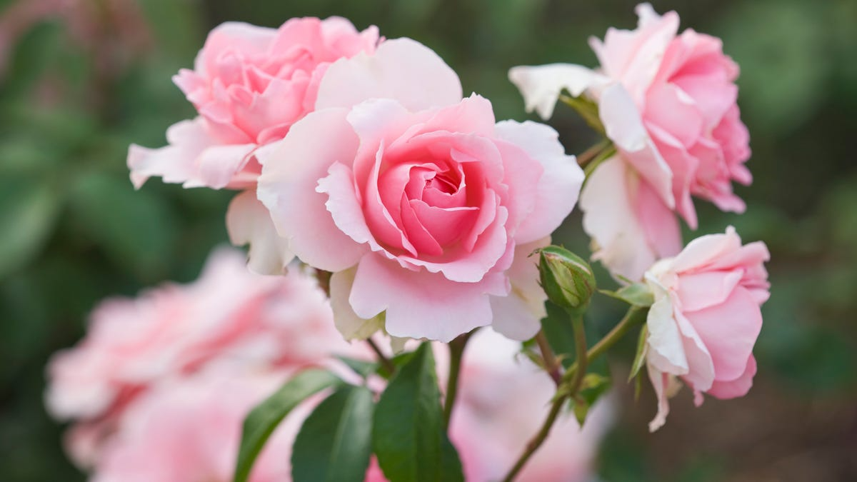 4 French Rose Unrooted Cuttings (Rosa) 6-8" - Premium Rose Bush Propagation - Perfect for Growing Your Own Rose Garden, Rooting & Planting