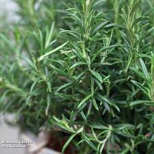 100 mg Seeds Rosemary Herb – Salvia rosmarinus for Planting | Aromatic Culinary for Home Gardens