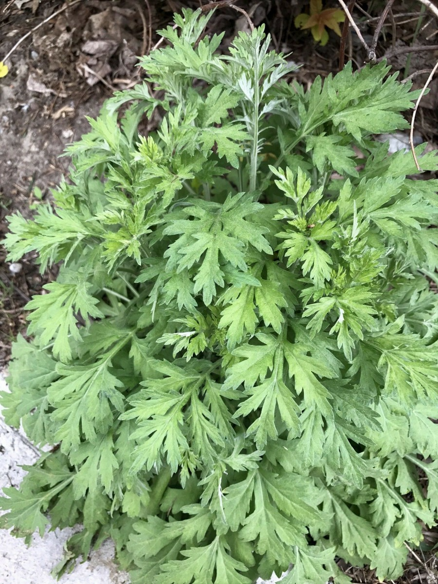 100 Seeds Japanese Mugwort (Artemisia princeps, Yomogi) Herb for Planting | Culinary, Aromatic Herb