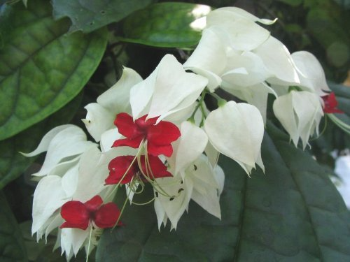 1 Bleeding Heart Rooted Starter Plant - Clerodendrum thomsoniae, White & Red Blooms, Hardy Vine for Garden, Perfect for Landscapes