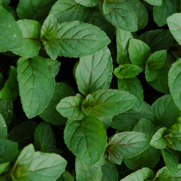 1 Chocolate Mint Small Bush Plant, Mentha x piperita, 8" Tall, Fresh Aromatic Herb, Perfect for Tea & Cooking, Easy to Grow