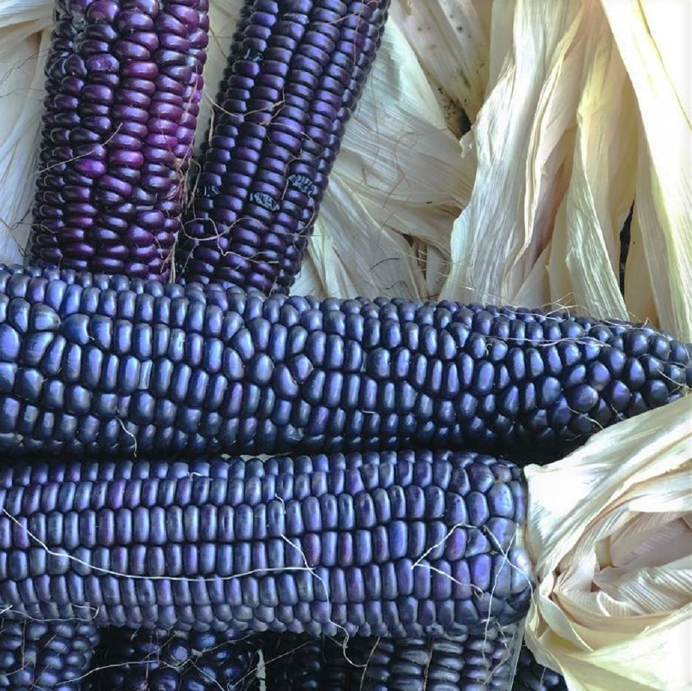 50 Black Corn Heirloom Seeds - Non-GMO, Open-Pollinated, Rare Flour Corn - High Yield, Sweet & Nutritious - Home Garden Farm