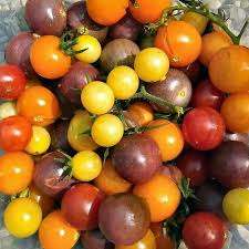 100 Rainbow Cherry Tomato Seeds | Heirloom Solanum lycopersicum | Colorful Mix of Sweet Tomatoes for Containers & Garden Beds
