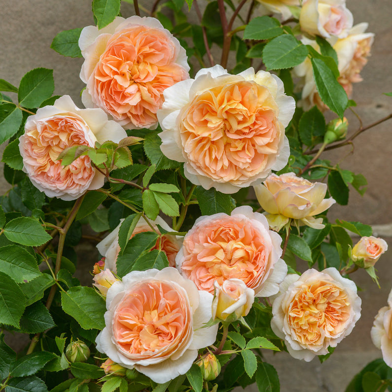 Bathsheba Rose Cuttings - 3 Pcs, Apricot-Yellow Blooms, 170+ Petals, Fragrant Climber, English Rose, Bare Root Cuttings
