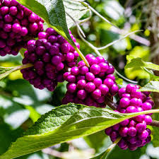 20 Bonsai Beautyberry Seeds - Callicarpa americana | Grow Unique Ornamental Shrub | Purple Berry Bonsai | Non-GMO Garden Seeds