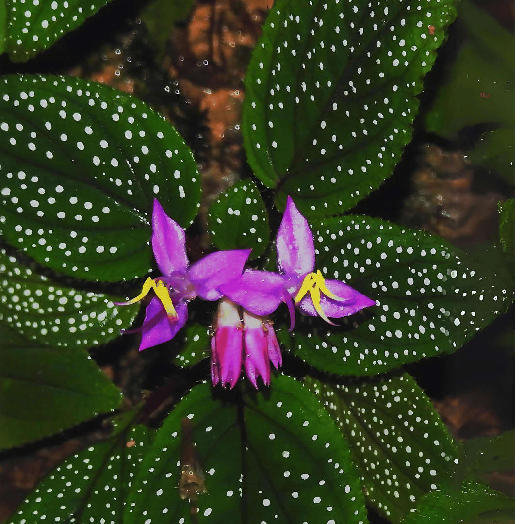 Sonerila 'Galaxy' Terrarium Plant - Rare Melastomataceae - Potted w/Roots - Low/Medium Light - US Grown