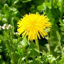 250 Dandelion Seeds | Taraxacum officinale | Non-GMO Perennial Wildflower for Pollinator Gardens & Natural Landscaping