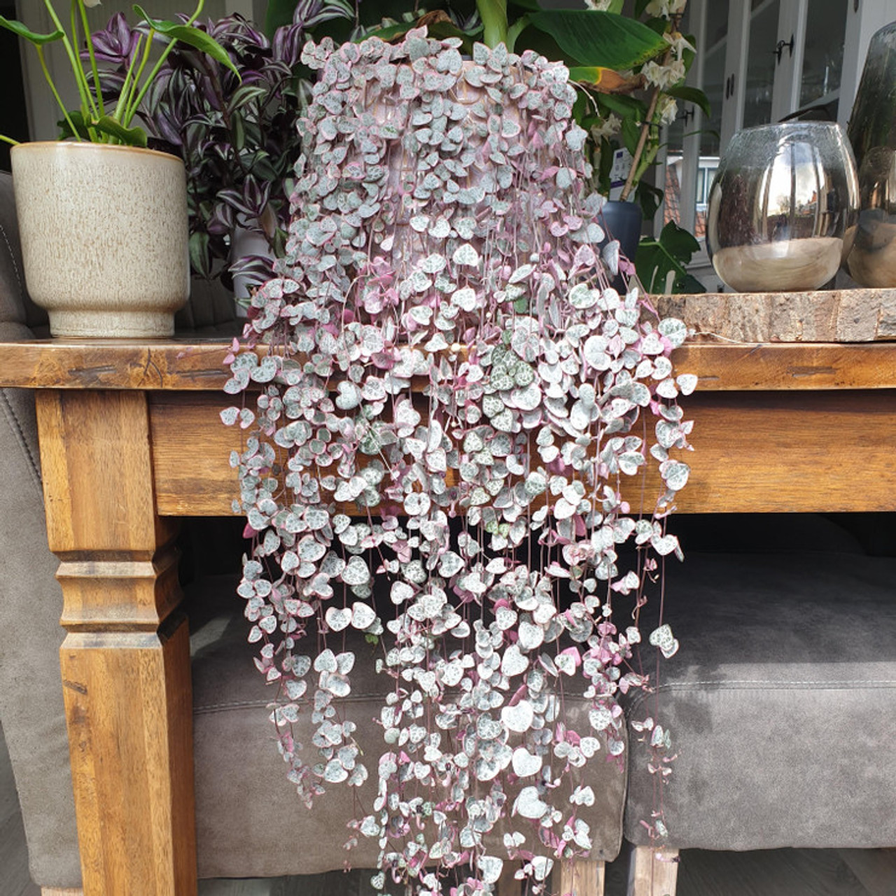 Variegated String of Arrows Cuttings, Ceropegia woodii 'Variegata', Propagation Cup, Trailing Succulent, Rare Variety