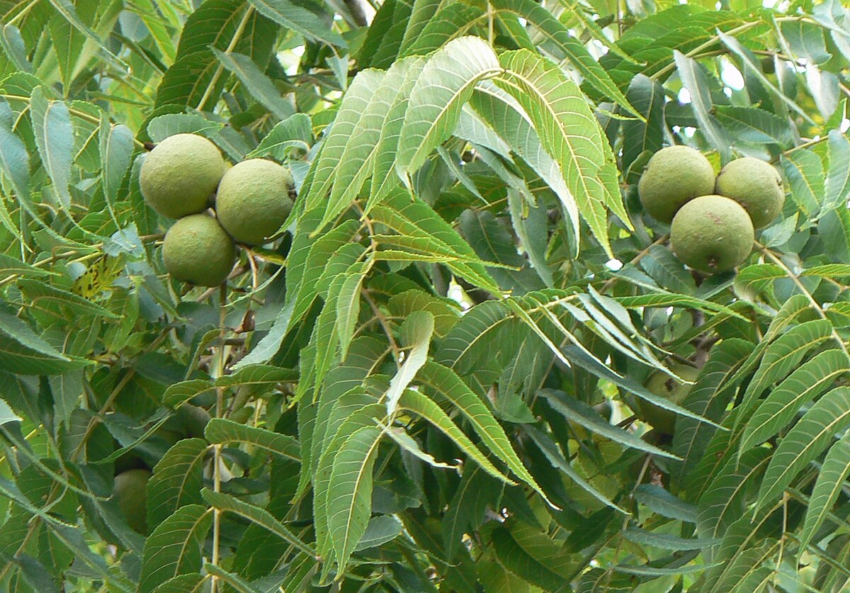 1 Black Walnut Tree - Juglans nigra | 12–24” Live Bare Root Plant | Hardy Native Nut Tree for Shade & Edible Landscapes