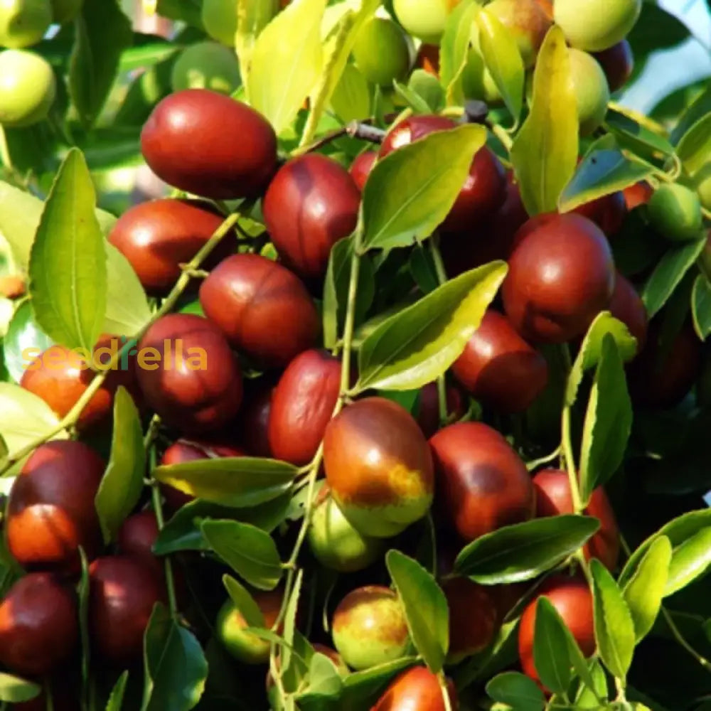 5pcs Jujube Unrooted Cuttings (Ziziphus jujuba), Edible Fruit Tree, Grow Your Own Sweet Dates, Perfect for Garden & Orchard Planting