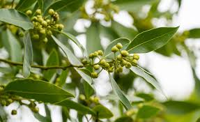 Sweet Laurel Bay Tree Cuttings - 5 Pack - Laurus nobilis - Evergreen Herb - Culinary Bay Leaves - USDA Zones 8-11 -