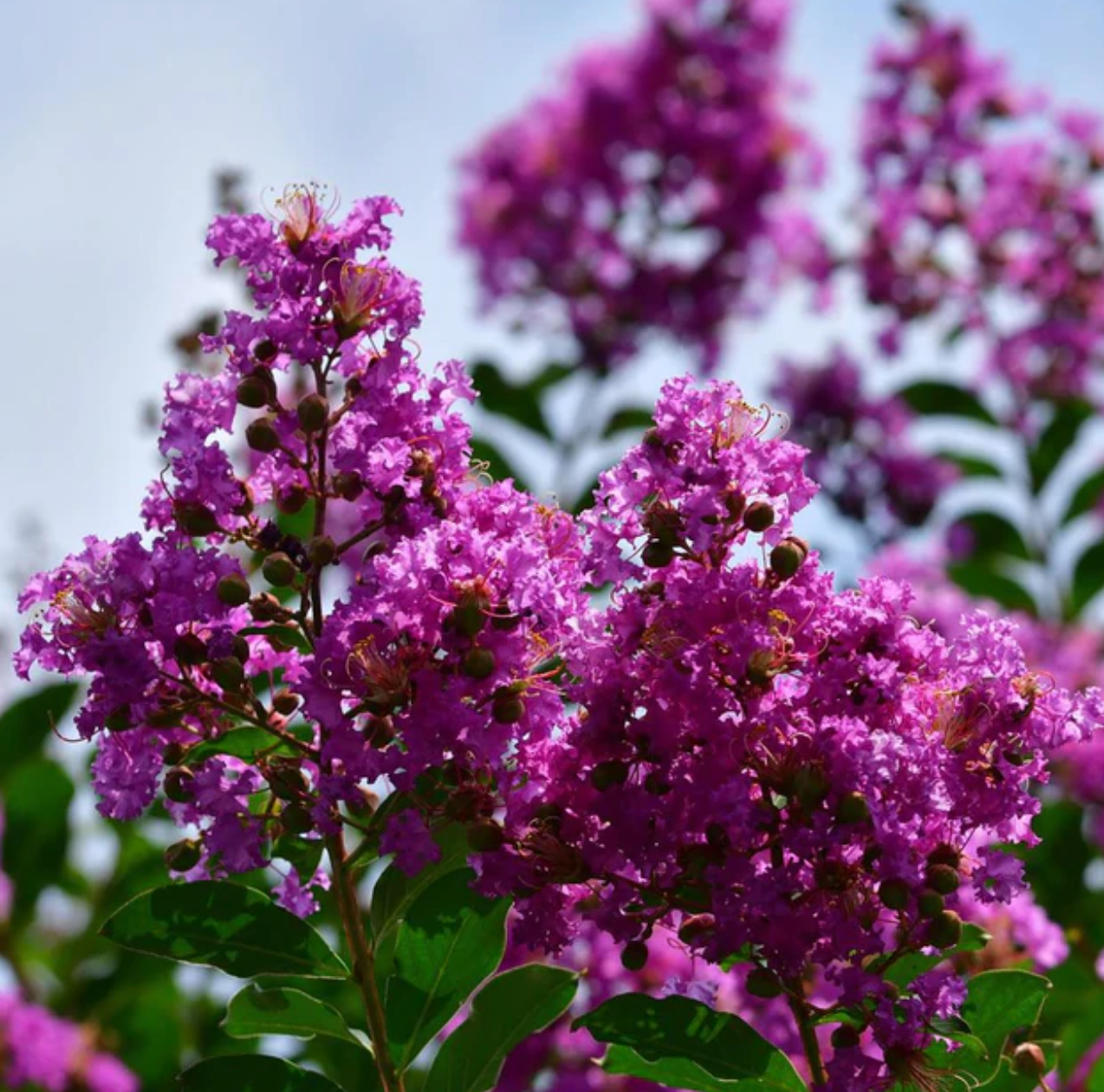 Dark Purple Crepe Myrtle Live Plants - 2 Rooted Bushes/Trees, 8" Flower Clusters, Fast Growing, Drought Tolerant, Zones 7-10, Bare Root