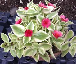 3 Variegated Baby Sun Rose Live Starter Plants - Aptenia Cordifolia Variegata, Trailing Succulent, Low Maintenance Groundcover