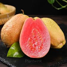50 Seeds Tropical Strawberry Guava (Psidium Cattleianum) - Organic Pink Guava - Exotic Fruit Tree - Sweet & Tart Flavor