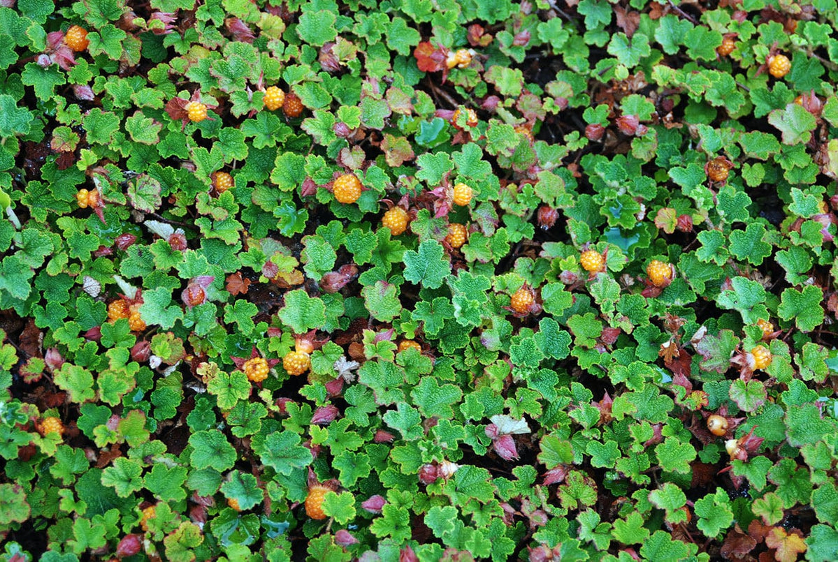 Rubus pentalobus Cuttings - 4 Count - Rooted Plants - Evergreen Ground Cover