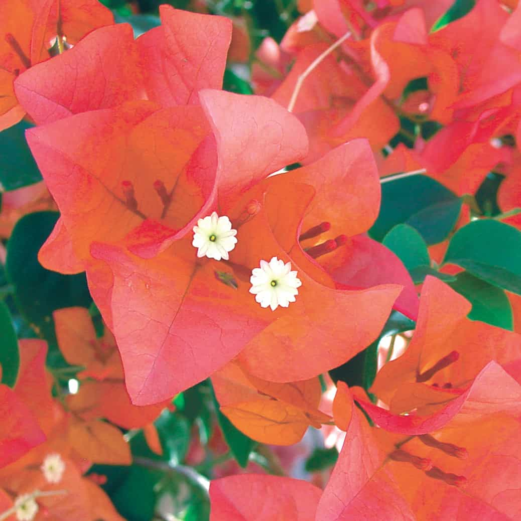 12 Organic Unrooted Cuttings Pink Orange After Glow Bougainvillea - Vibrant, Healthy, Perfect for Planting & Propagation