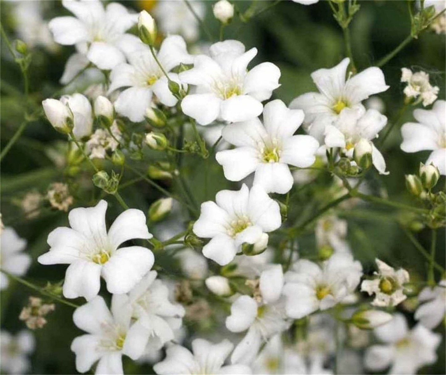 1,000 Baby’s Breath Seeds | Gypsophila elegans | Non-GMO Annual Flowers for Bouquets, Borders & Pollinator Gardens