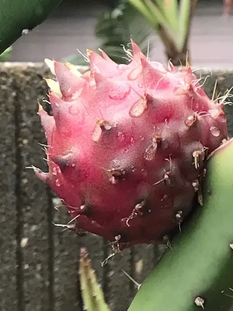 Black Africanis Dragon Fruit Cuttings - 8-10" Rare TLM Variety, Near-Black Skin, Red Flesh, Fast Rooting, Self-Fertile, Exotic Collector's Pitaya