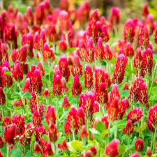 100+ Crimson Clover Seeds | Trifolium incarnatum | Fast-Growing Cover Crop or Pollinator Flower | Great for Soil & Spring Color