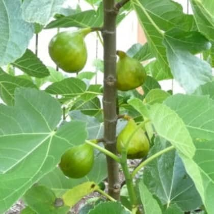 6 pcs Fig Lattarula Italian Honey Fruit Tree Unrooted Cuttings 6-8" - Ficus carica, Sweet Fruit Tree