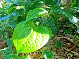 12 Piper Sarmentosum Bareroot Cuttings, Wild Betel Leaf, Thai Herb, Piper Betel, Herb Culinary Plant, Easy to Grow, Rooting Cuttings