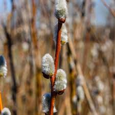 3 French Pussy Willow Shrubs - Salix caprea | 1–2 ft Tall Bare Root | 1–2 Year Old Live Plants for Landscapes & Spring Blooms