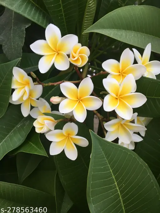 1 Yellow Plumeria Fresh Starter Cutting 10" Unrooted | Plumeria Rubra, Tropical Flowering Plant, Fragrant Yellow Flowers, Easy to Grow