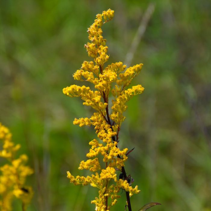 10 Goldenrod Plants - Bare Root Solidago nemoralis | Native Pollinator Wildflower | Perennial for Monarch & Bee Gardens