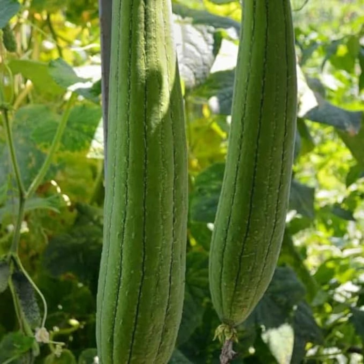 30 Loofah Sponge Gourd Seeds - Super Long Luffa - Non-GMO Heirloom - Fast Growing Climbing Vine - Natural Bath & Kitchen Sponge