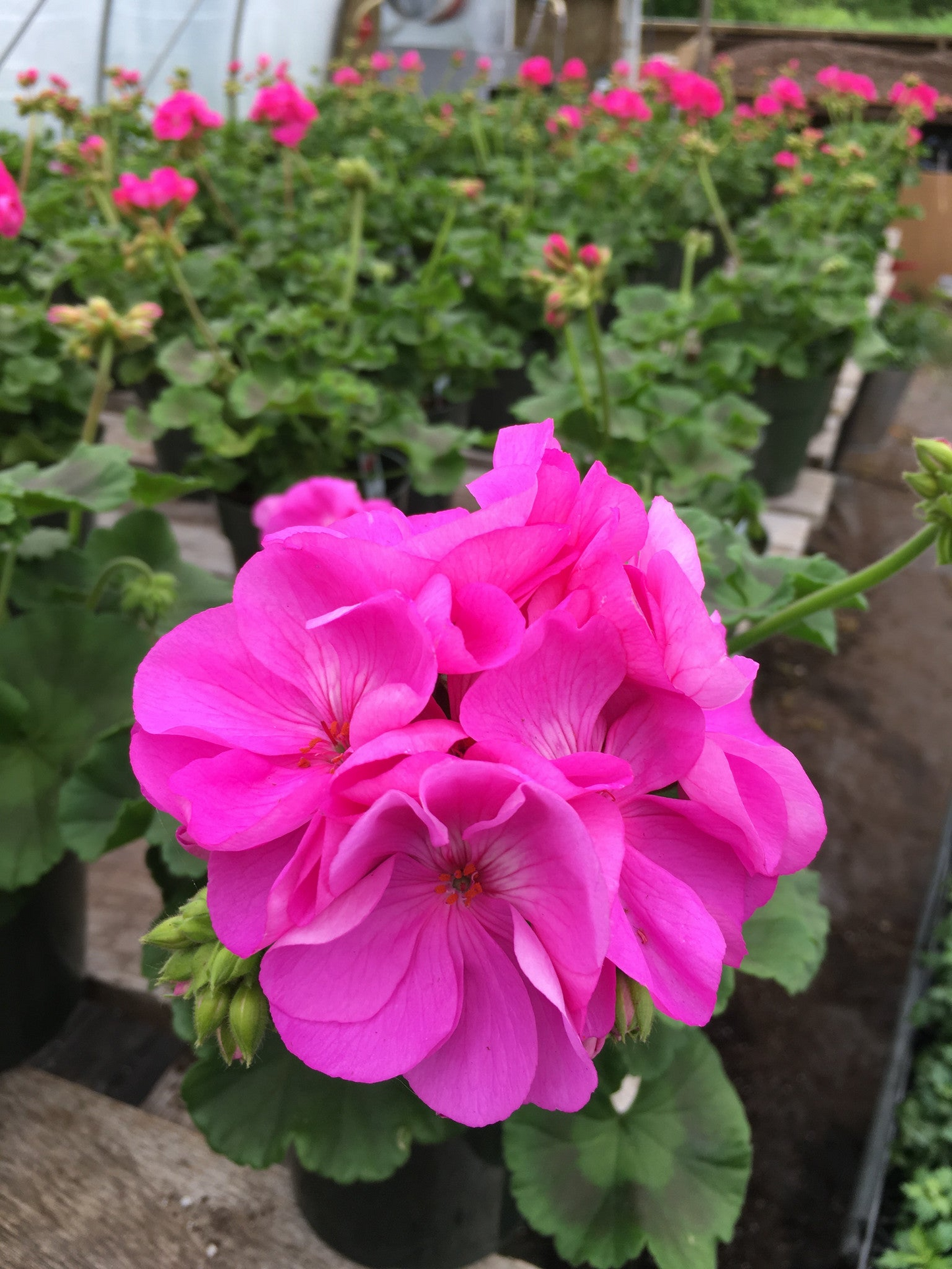 4 Bubblegum Pink Pelargonium Zonal Geranium Unrooted Cuttings - Fresh Live Plants, 8" Long, Ideal for Garden, Hanging Baskets & Containers