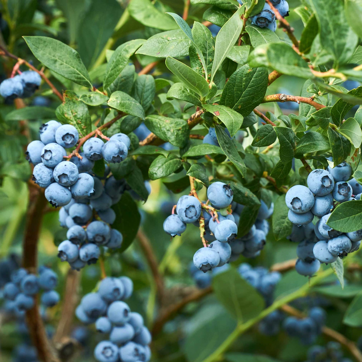 Blueberry Plants - Rooted Cuttings 1-2 Yrs Old - Early/Mid/Late Season - Duke, Bluecrop, Jersey Varieties - USA Grown