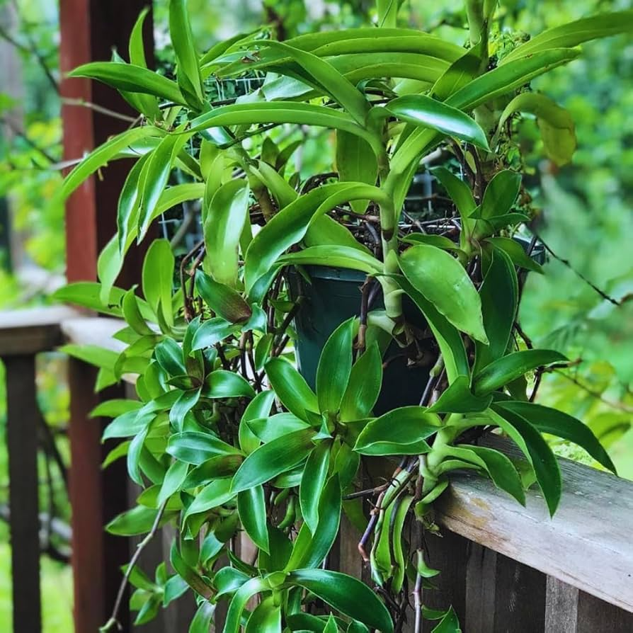 2 Callisia Fragrans / Home Ginseng Unrooted Plants - Unique Indoor Houseplant for Easy Care