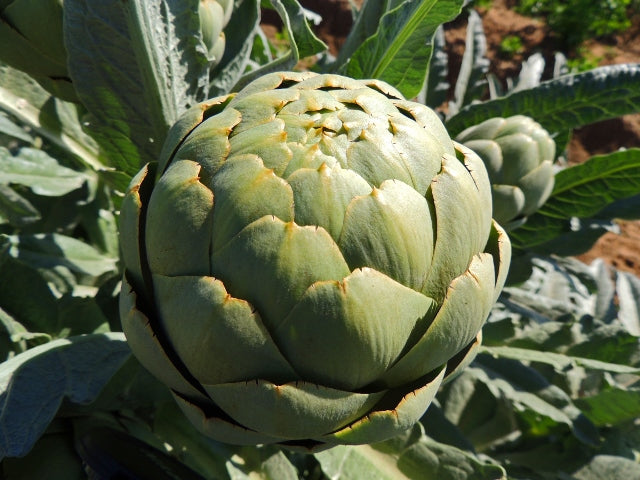 100+ Exotic Globe Artichoke Seeds for Planting | Rare Heirloom Vegetable | Grow Edible Perennial Plants for Garden or Raised Beds