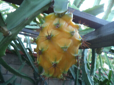 1 Yellow Dragon Fruit Palora Variety Fresh Cutting 3-4" for Rooting, Hylocereus megalanthus, Sweet Yellow Fruit, Tropical Plant Cutting