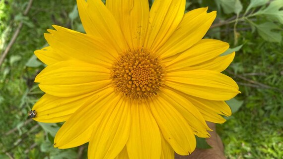 10 Organic Mexican Sunflower (Tithonia diversifolia) Unrooted Cuttings - Perennial, Fast-Growing, Bright Yellow Flowers, Easy to Grow