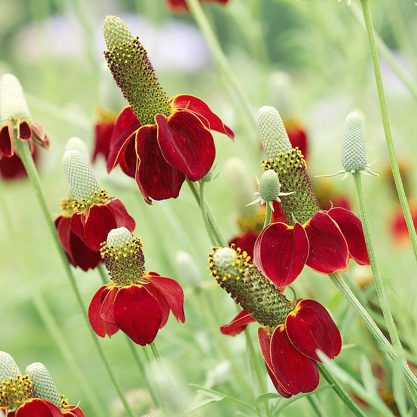 250 Seeds Mexican Hat (Ratibida columnifera) for Planting | Vibrant Native Wildflower for Meadows & Pollinator-Friendly Gardens