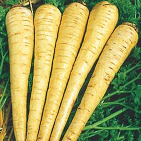 100 All American Parsnip Seeds | Pastinaca sativa Heirloom Variety | Rare Root Vegetable for Fall & Spring Planting in Gardens