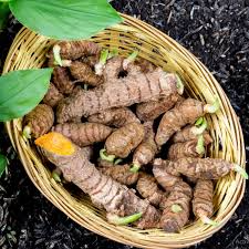 Turmeric Root Bulbs, Curcuma longa, 6 Live Rhizomes, Tropical Ginger Family Plant, USDA Zones 8-11