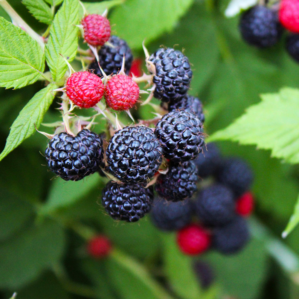 5 Cumberland Black Raspberry Plants - Rubus occidentalis | 1–2 Yr Old Live Fruit Shrubs | Sweet Hardy Berries for Garden & Landscape