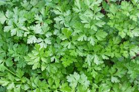 150+ Parsley Seeds to Grow | Petroselinum crispum | Popular Culinary Herb for Cooking, Garnishes & Herb Gardens | Non-GMO